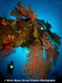   This another image taken Liberty wreck. just fell completely love overhangs huge fans colours surrounded us. Canon S95 INON UFL165 AD Fisheye Lens one S2000 strobe. wreck us UFL-165 UFL 165 S-2000 2000 strobe  